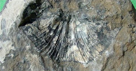 Brachiopod 60 - Cochise College Geology