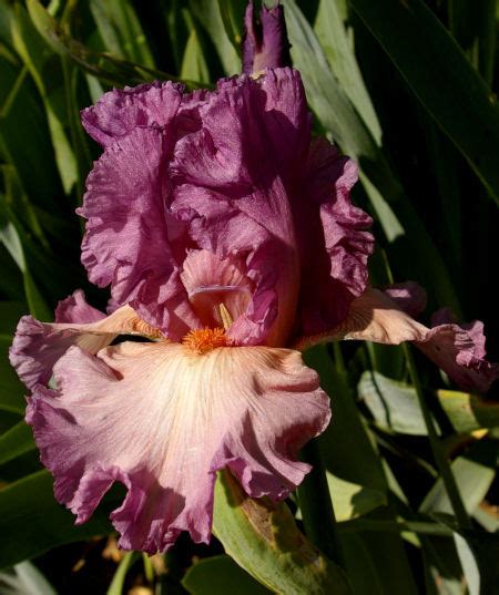 Razzleberry Tall Bearded Iris Nola S Iris Gardens