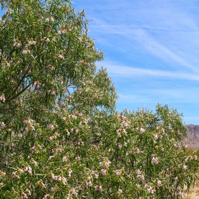 Desert Willow Tree - Bob Wells Nursery - U.S. Shipping