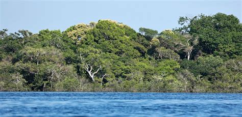 Expedition to Manaus & Amazona — Coke Smith Wildlife