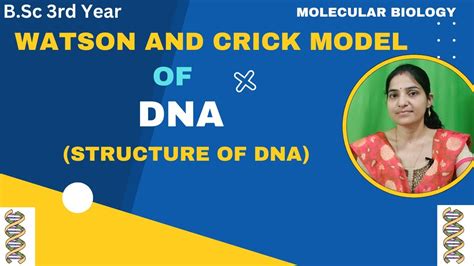 Watson And Crick Models Of Dna B Sc Rd Year Double Helix Model Of Dna