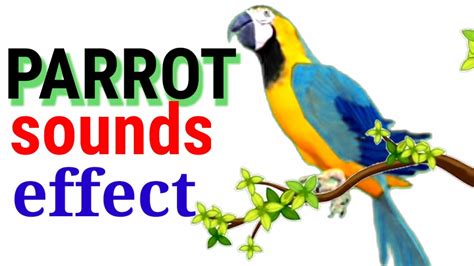 Parrot Sounds Effect 🦜 Youtube