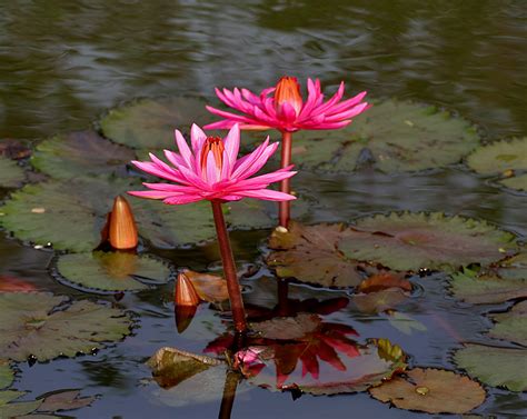 We love Our Bangladesh: White water Lily or Sada Shapla is the national ...