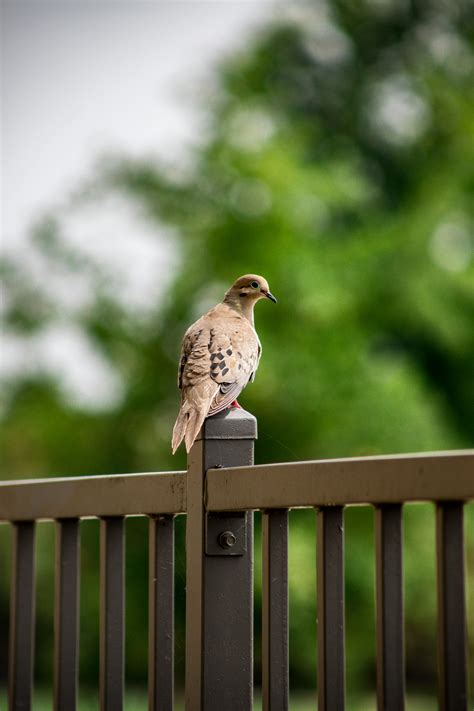 Mourning Dove Photos, Download The BEST Free Mourning Dove Stock Photos & HD Images