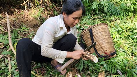 Harvesting Cassava Roots To Sell Detect The Bad Guy Lurking And Chase