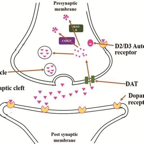 -Dopamine Metabolism showingreuptake of DA from synaptic cleft into ...