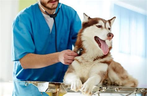 Surpoids chez les animaux stérilisation et prédispositions raciales