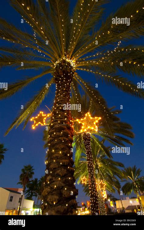 How To Put Christmas Lights On Palm Tree Fronds 2021 – Best Christmas 2021