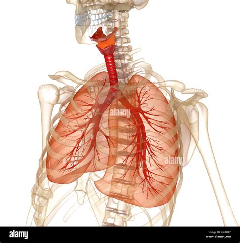 Human Lungs Trachea And Skeleton Medically Accurate D Illustration