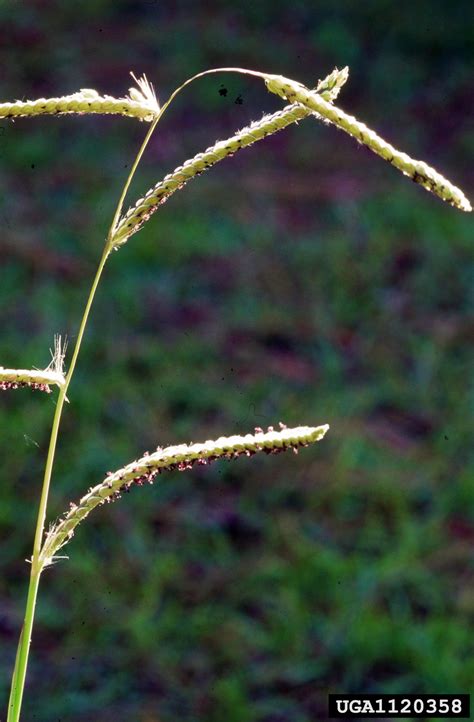 Dallisgrass Paspalum Dilatatum Poir