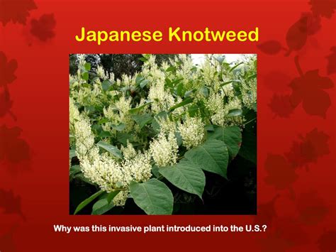 PPT How To Identify Non Native Invasive Plants PowerPoint