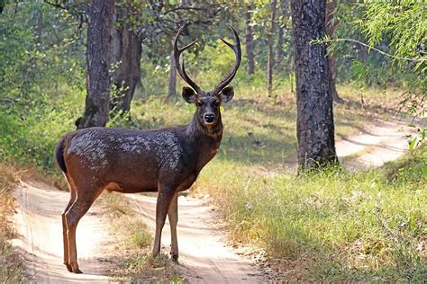 12 Facts About Sambar deer | FactSnippet