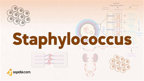 Staphylococcus Microbiology