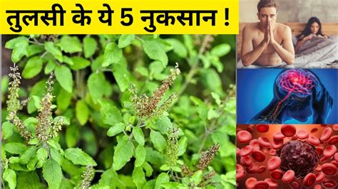 Tulsi Ke Fayde Tulsi Ke Nuksan Tulsi Khane Ke Fayde YouTube