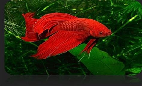 Betta Splendens Wiki Fandom