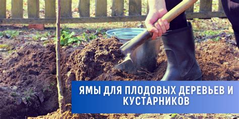Все о подготовке ямы к посадке плодовых деревьев и кустарников.
