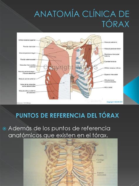 PDF ANATOMÍA CLÍNICA DE TÓRAX DOKUMEN TIPS