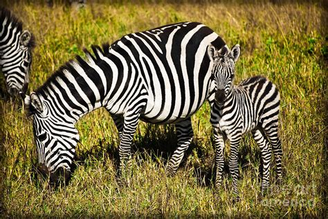 Kenya African Zebra Photograph by Gary Keesler - Pixels