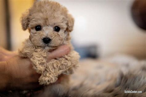 Rare Teacup Teddy Bear Poodle Puppies Apricot Cream Pets For Sale