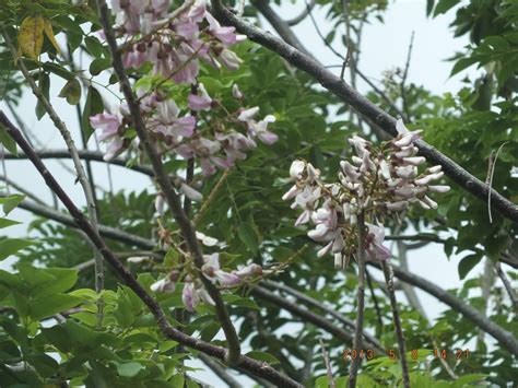 Photography With Dr Ernie Trees Madre De Cacao Gliricidia Sepium