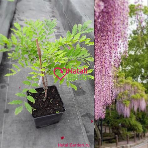 Саженцы Глициния в Краснодаре от Natali.Garden Многолетние купить с ...