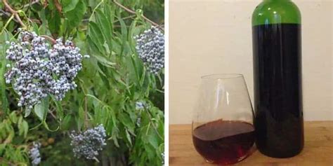 Elderberry Wine Recipe (fresh or dried elderberries) | Family Food Garden