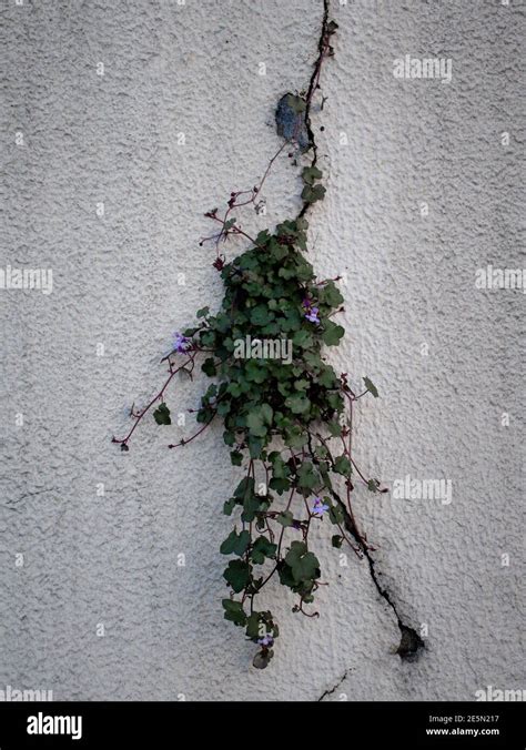 Plante sauvage avec des feuilles vertes qui poussent à travers la