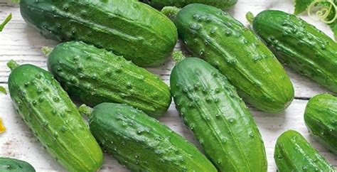 Огурец Кустовой: описание и характеристики сорта, правила посадки и ...