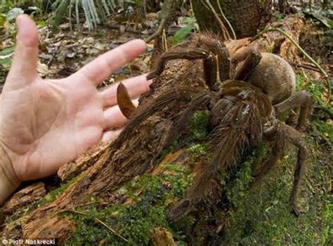 Most Venomous Spiders In The World Most Posionous Spiders In The