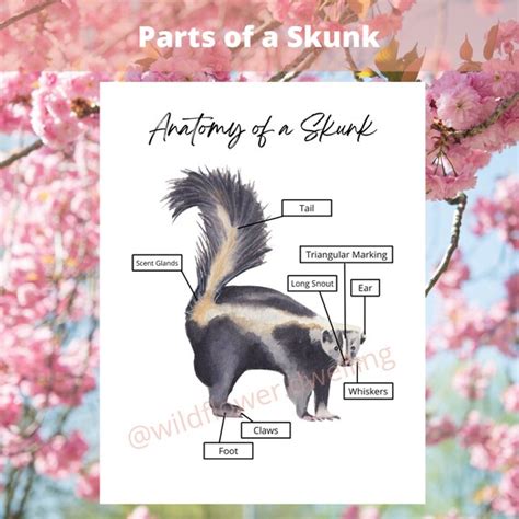 Anatomy of a Skunk | Etsy