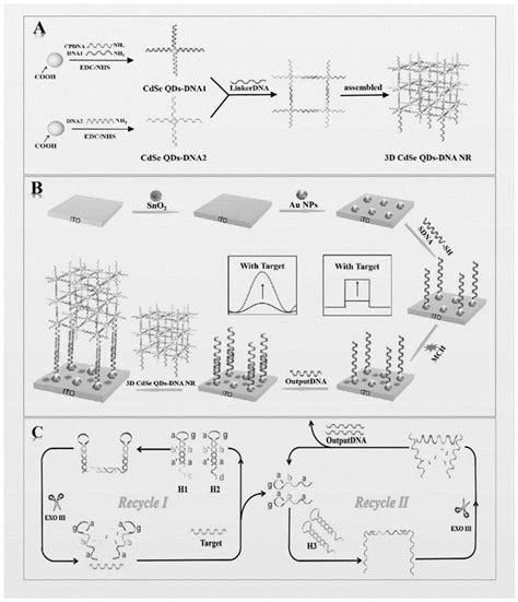 一种基于三维dna Cdse量子点纳米网敏化sno2的光电生物传感器及应用