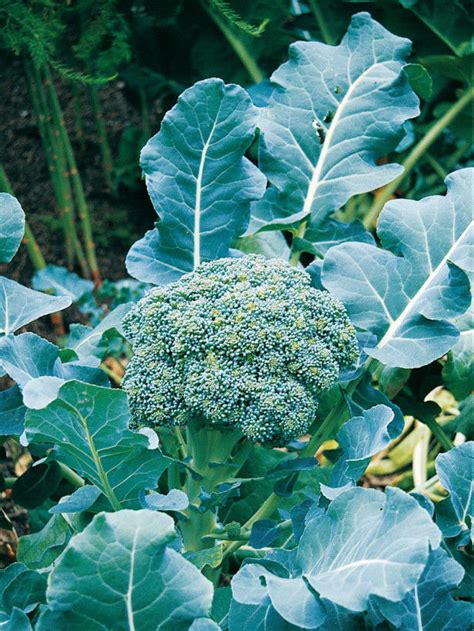 Broccoli Calabrese Early Green Sprouting Organic Premier Seeds Direct