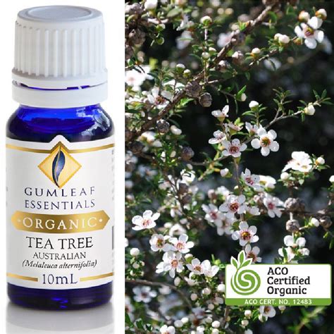 Organic Tea Tree Australian Essential Oil - Trading Tree