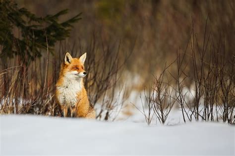 Zorro Rojo En La Nieve En Invierno Foto Premium