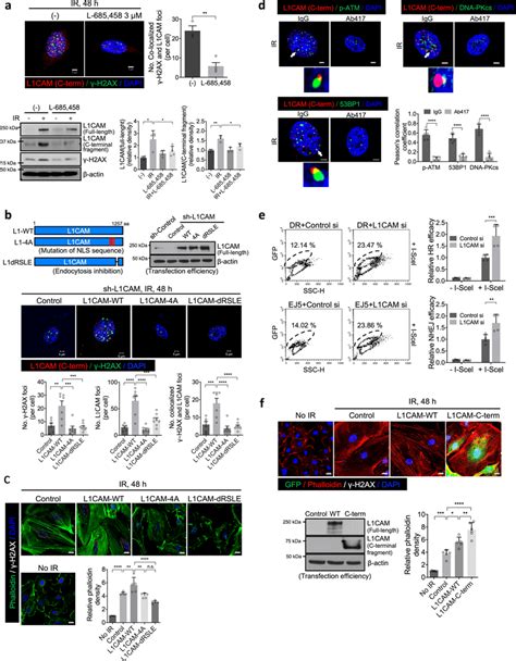 Nuclear Localisation Of L Cam Inhibits H Ax Foci Resolution And Dna