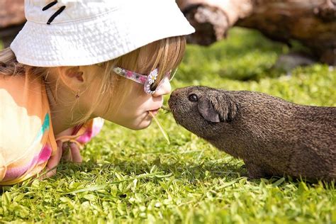 Guinea Pig Teeth Chattering: Why Do They Chatter Their Teeth?