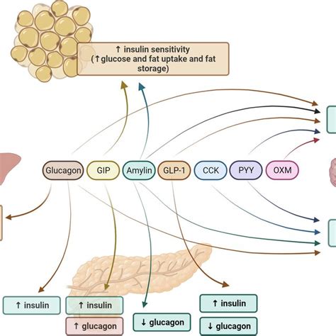 Role of key hormones in glucose and energy homeostasis. Glucagon,... | Download Scientific Diagram