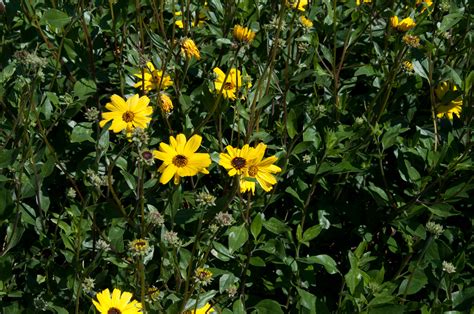 Encelia californica (Bush sunflower)