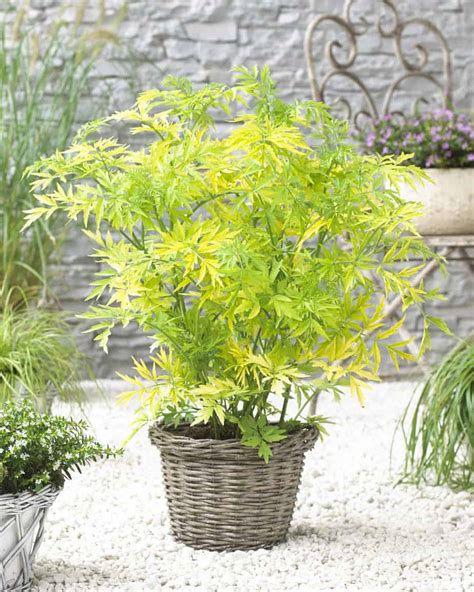 Sambucus Nigra Golden Tower Gele Vlier Plantbezorgd