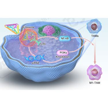 Self Assembled Tetrahedral Framework Nucleic Acid Mediates Tumor