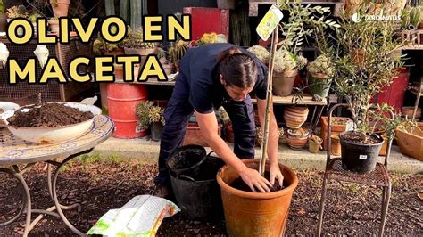 Gu A Completa De Cuidados Para Un Olivo En Maceta Tips Imprescindibles