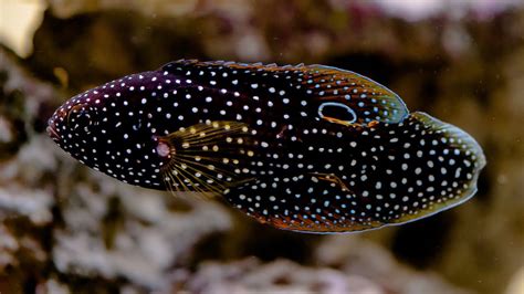 Calloplesiops Altivelis Comet Marine Betta Female Youtube