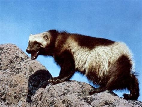 U. S. Fish and Wildlife Service Reverses Wolverine Protection Proposal ...