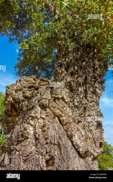 Cork Oak Tree With Thick Bark Quercus Suber Against Blue Sky Stock