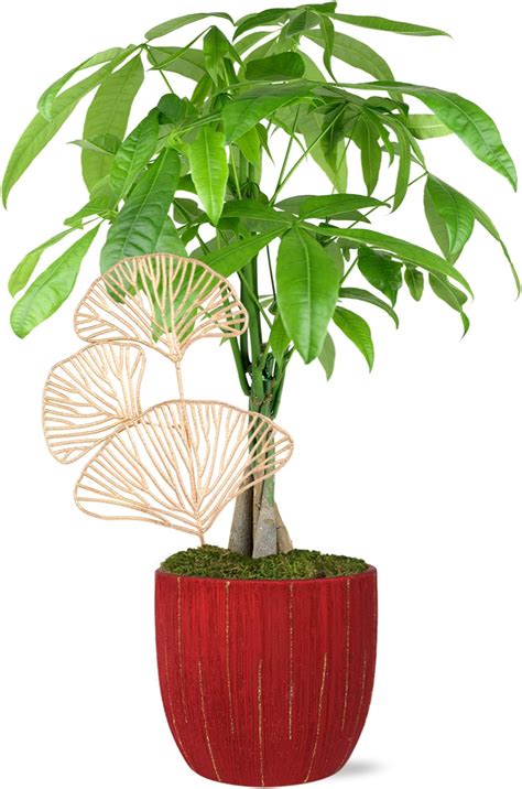 Amazon Live Money Tree Plant Pachira Aquatica Money Tree Feng