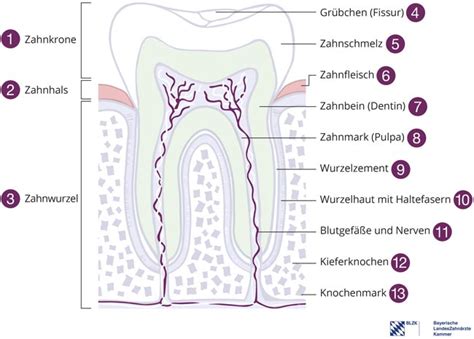 Vom Aufbau Der Zahnwurzel Bis Zur Wurzelspitzenresektion BZB Online