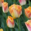 Tulipa Salmon Dynasty Buy Plants At Coolplants