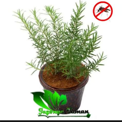 Jual Tanaman Hias Rosemary Anti Nyamuk Tanaman Rosemary Pengusir