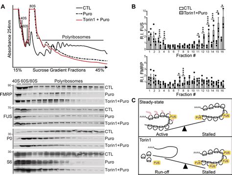 Fus Associates With Stalled Polyribosomes In An Mtor Dependent Manner