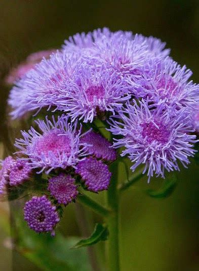 retetebelea: Poze belea
